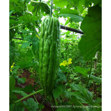 HBG01 Jiage 28 à 32cm de longueur, vert OP graines de courge amère